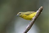 Thick-billed Euphonia